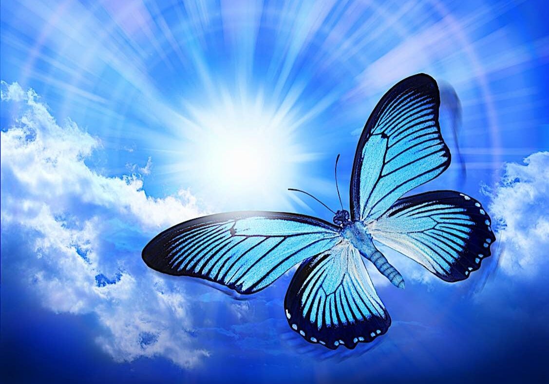 Buddha-Weekly-Butterfly reincarnation concept-Buddhism