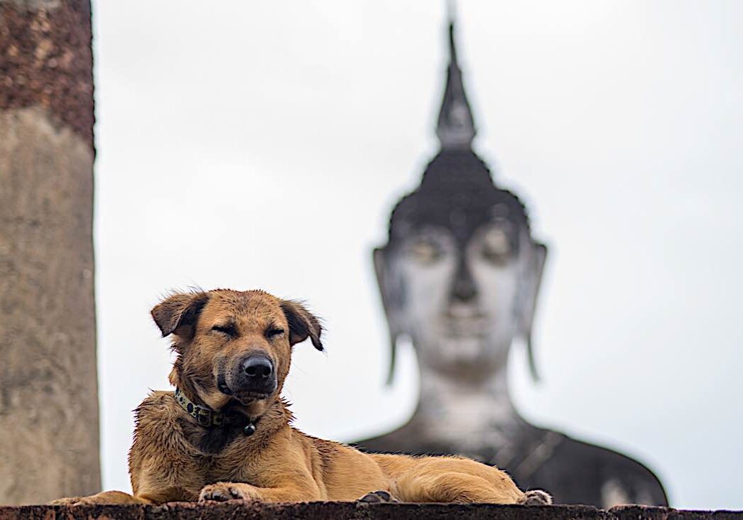 Dog sitting in front of a Buddha statue in Thailand.