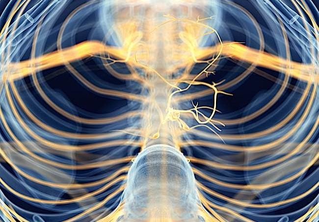 A medically accurate depiction of the Vagus Nerve, the largest nerve in the body that is believed to be the mechanism by which meditation can affect the body.