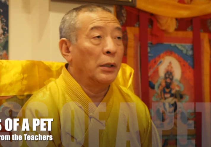 Zasep Tulku Rinpoche answers student how to deal with loss of pet Buddha Weekly